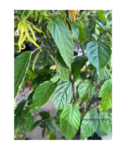 Cananga odorata