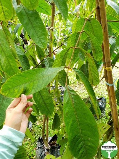 Canarium littorale Chop Ching Hin