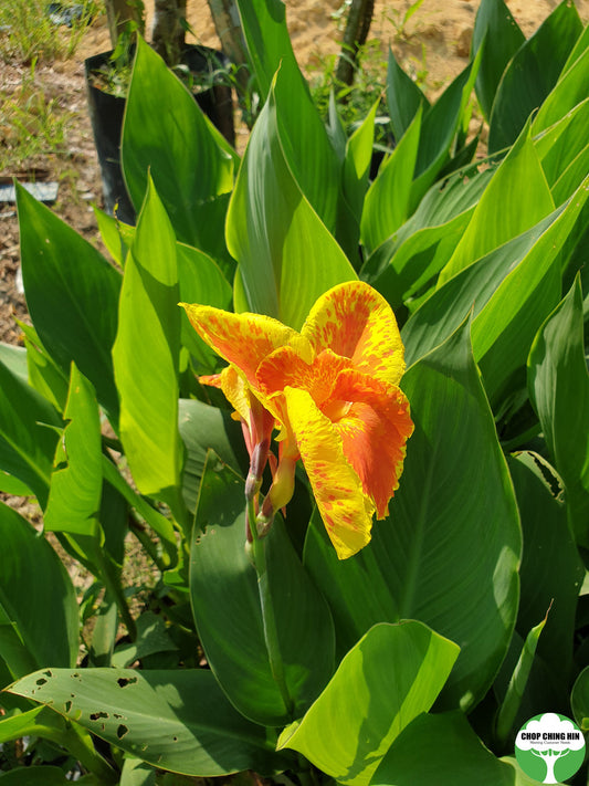 Canna hybrid