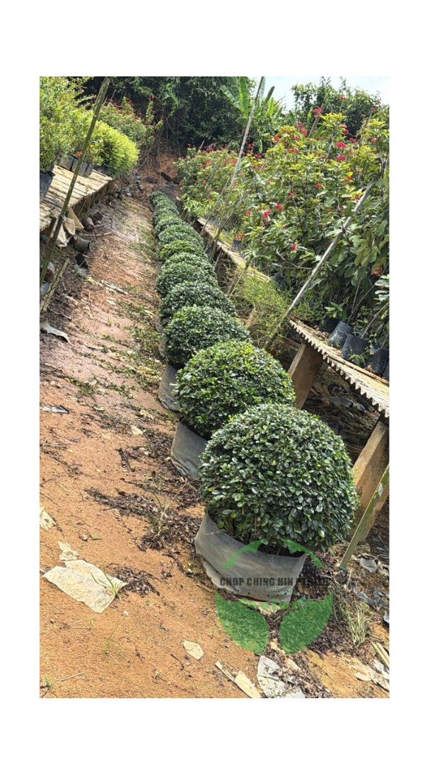 Carmona retusa 'Ball form'