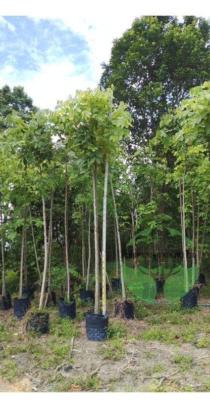 Cassia fistula