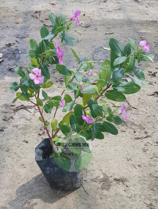 Catharanthus roseus