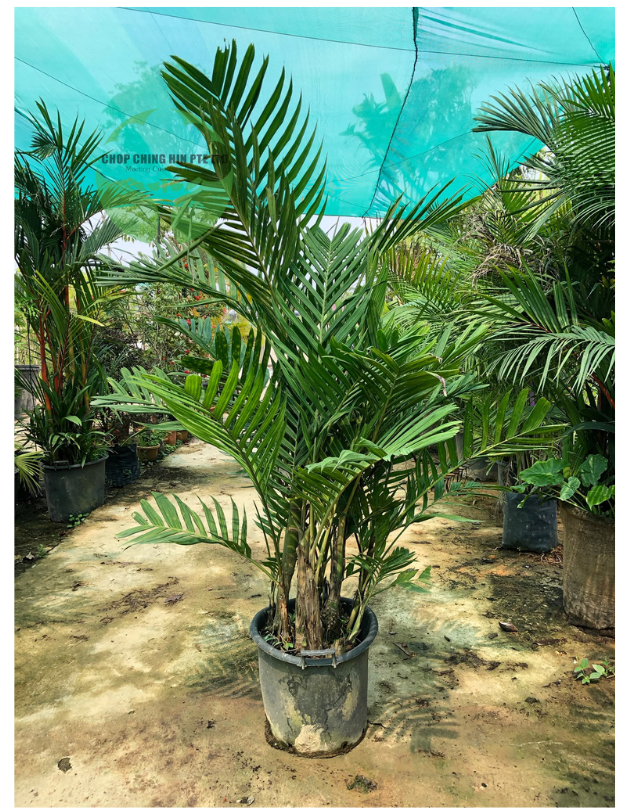 Chamaedorea seifrizii