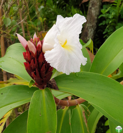 Cheilocostus speciosus