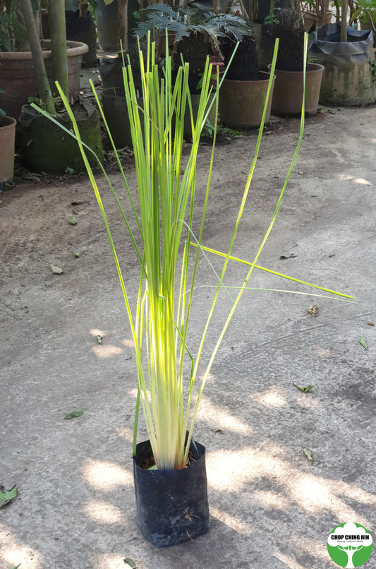 Chrysopogon zizanioides