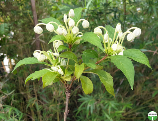 Clerodendrum incisum