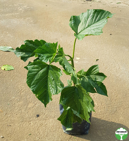 Clerodendrum paniculatum