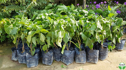 Clerodendrum paniculatum