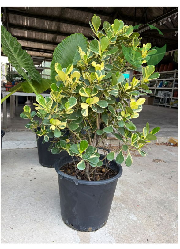 Clusia rosea 'Variegata'