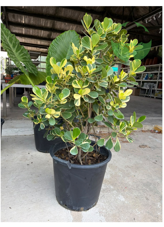 Clusia rosea 'Variegata'