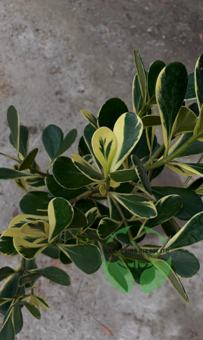 Clusia rosea 'Variegata' (Hydro)