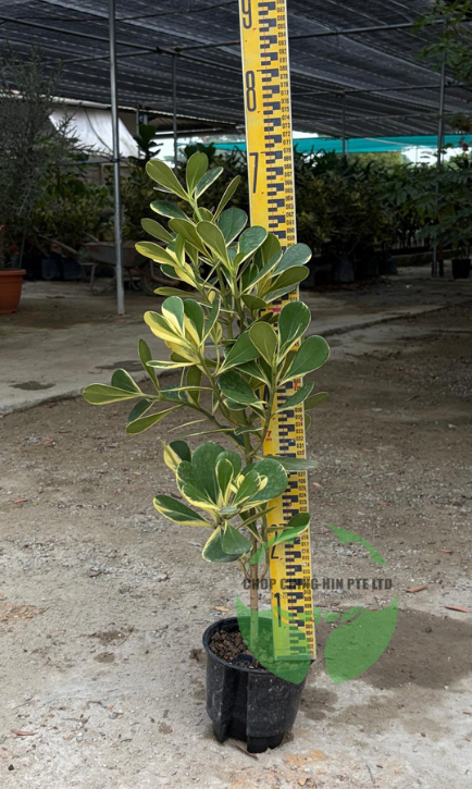 Clusia rosea 'Variegata' (Hydro)