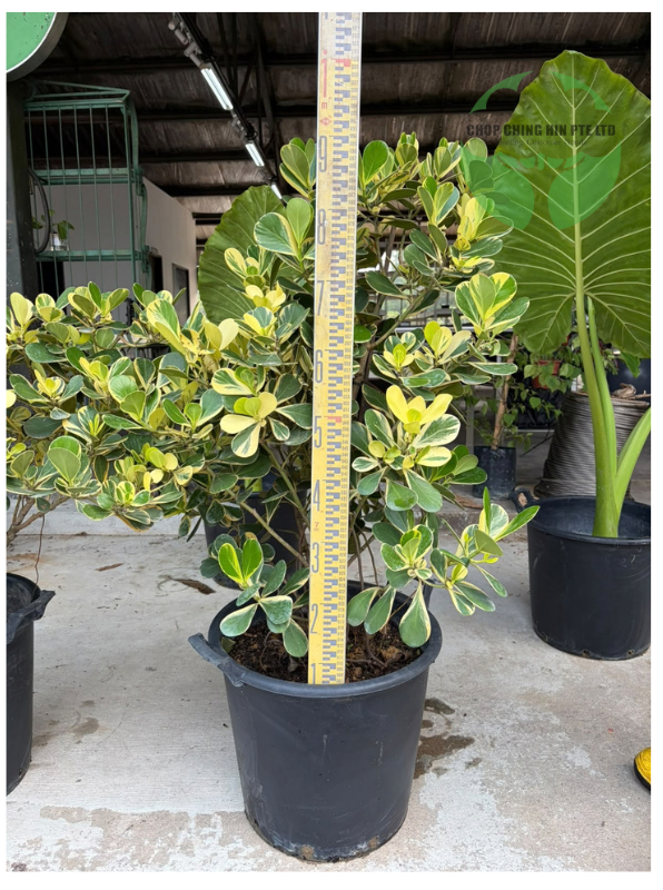 Clusia rosea 'Variegata'