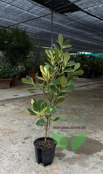 Clusia rosea 'Variegata' (Hydro)