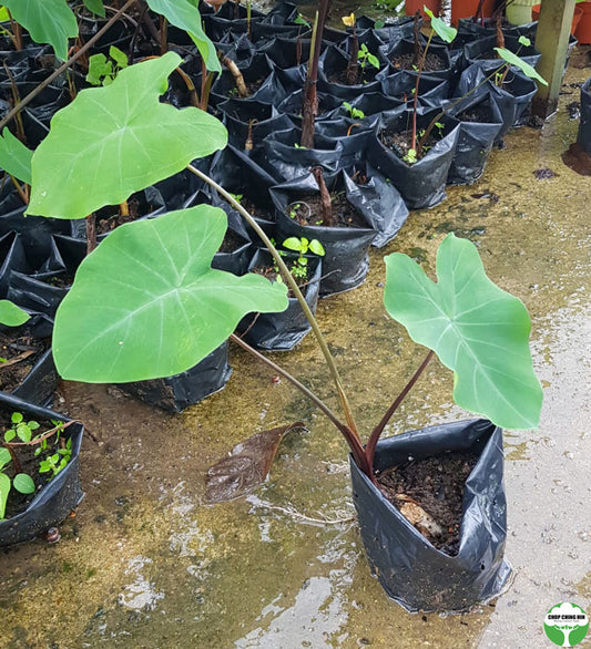 Colocasia esculenta 'Black Magic'