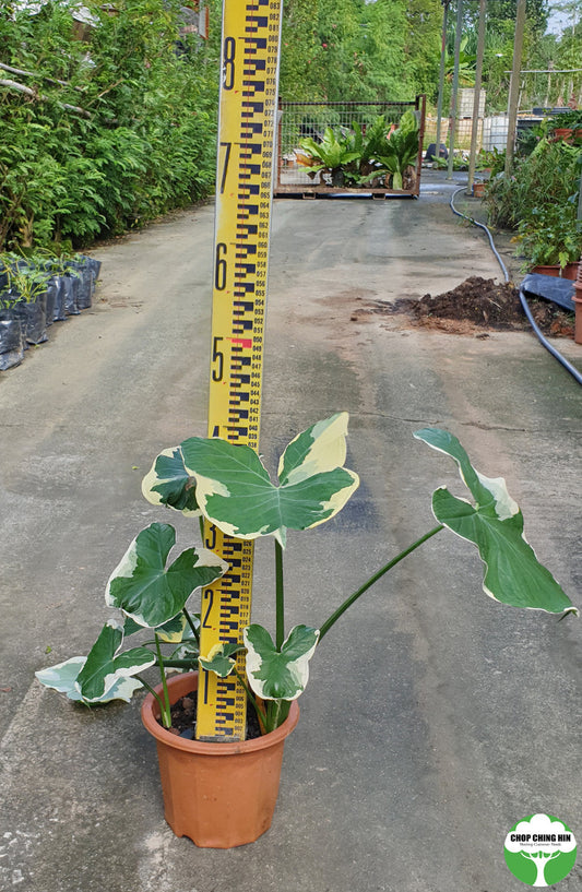 Colocasia esculenta 'Mickey Mouse'