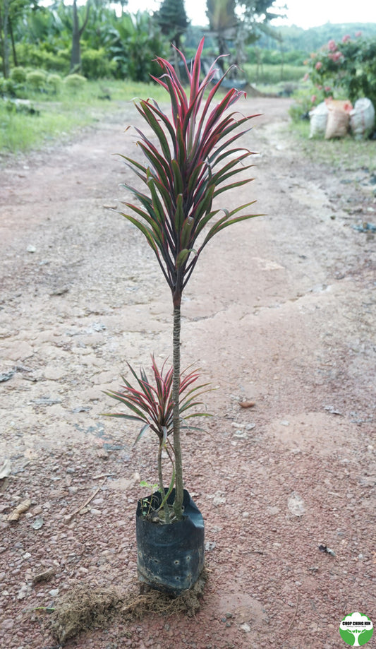 Cordyline 'Americana'