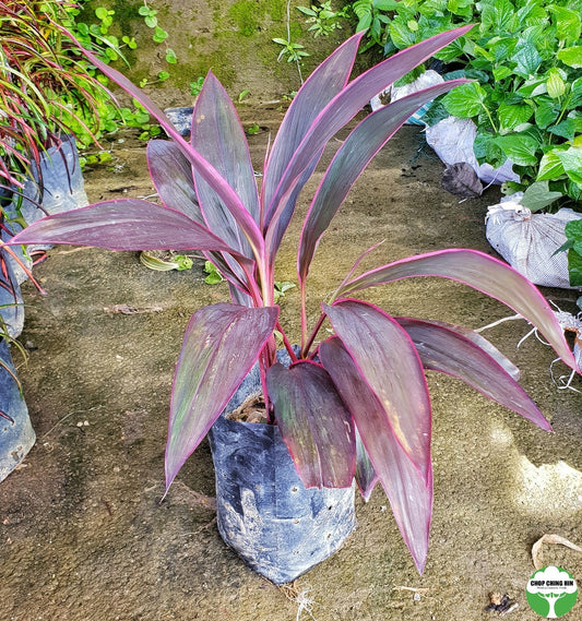 Cordyline fruticosa 'Firebrand'