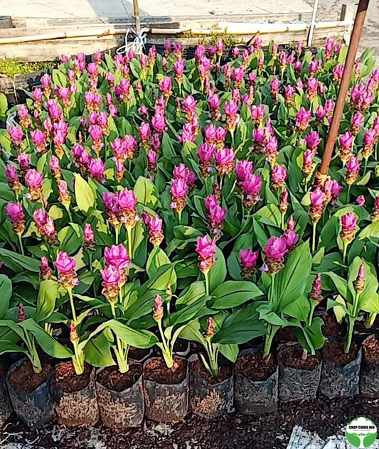 Curcuma hybrid