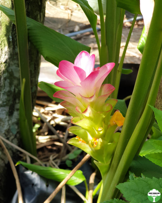 Curcuma zedoaria