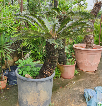 Cycas revoluta