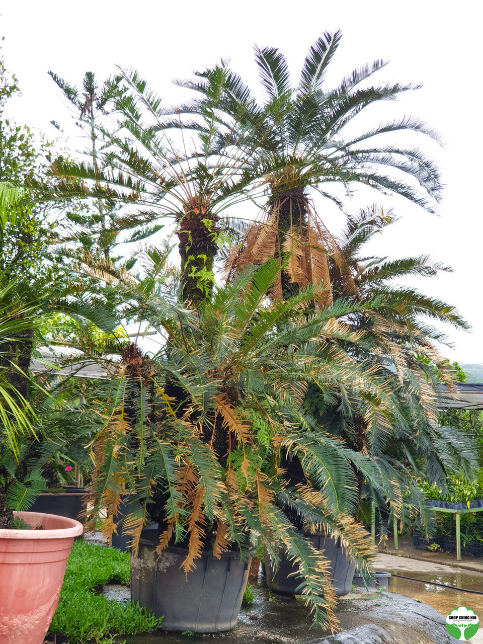 Cycas revoluta