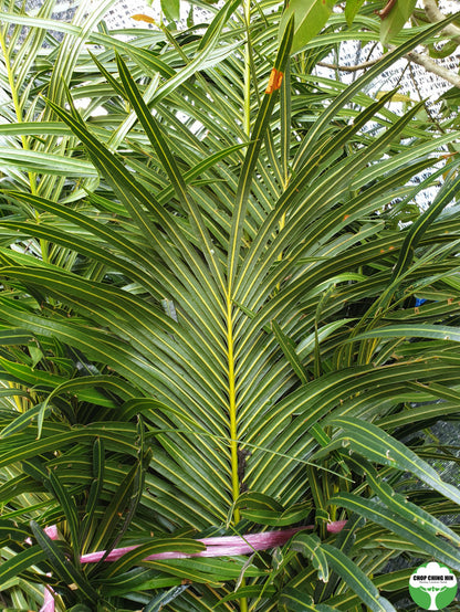 Cycas rumphii