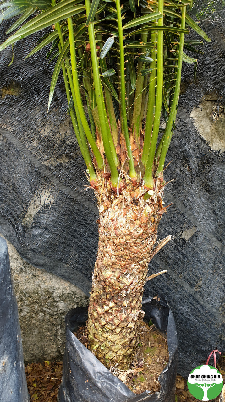 Cycas rumphii