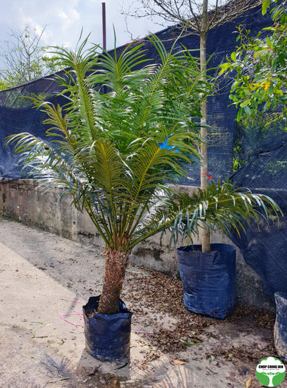 Cycas rumphii