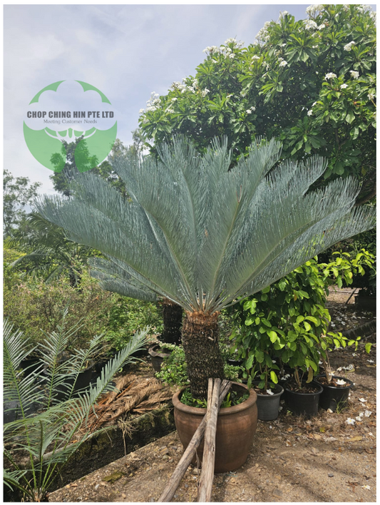 Cycas siamensis 'Silver'