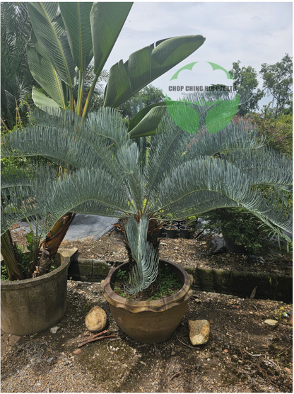 Cycas siamensis 'Silver'
