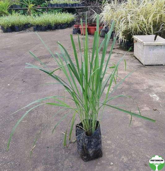 Cymbopogon citratus