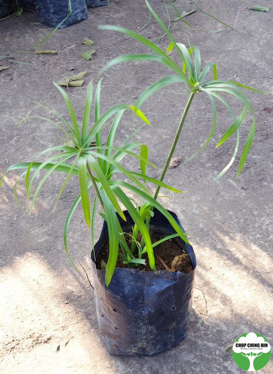 Cyperus alternifolius