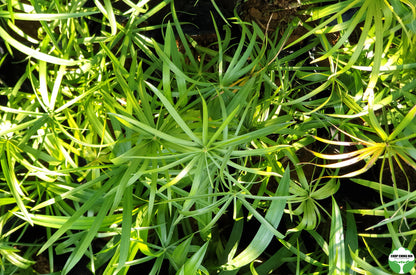 Cyperus alternifolius