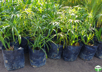 Cyperus alternifolius