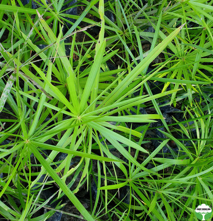 Cyperus alternifolius