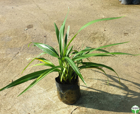 Dianella ensifolia