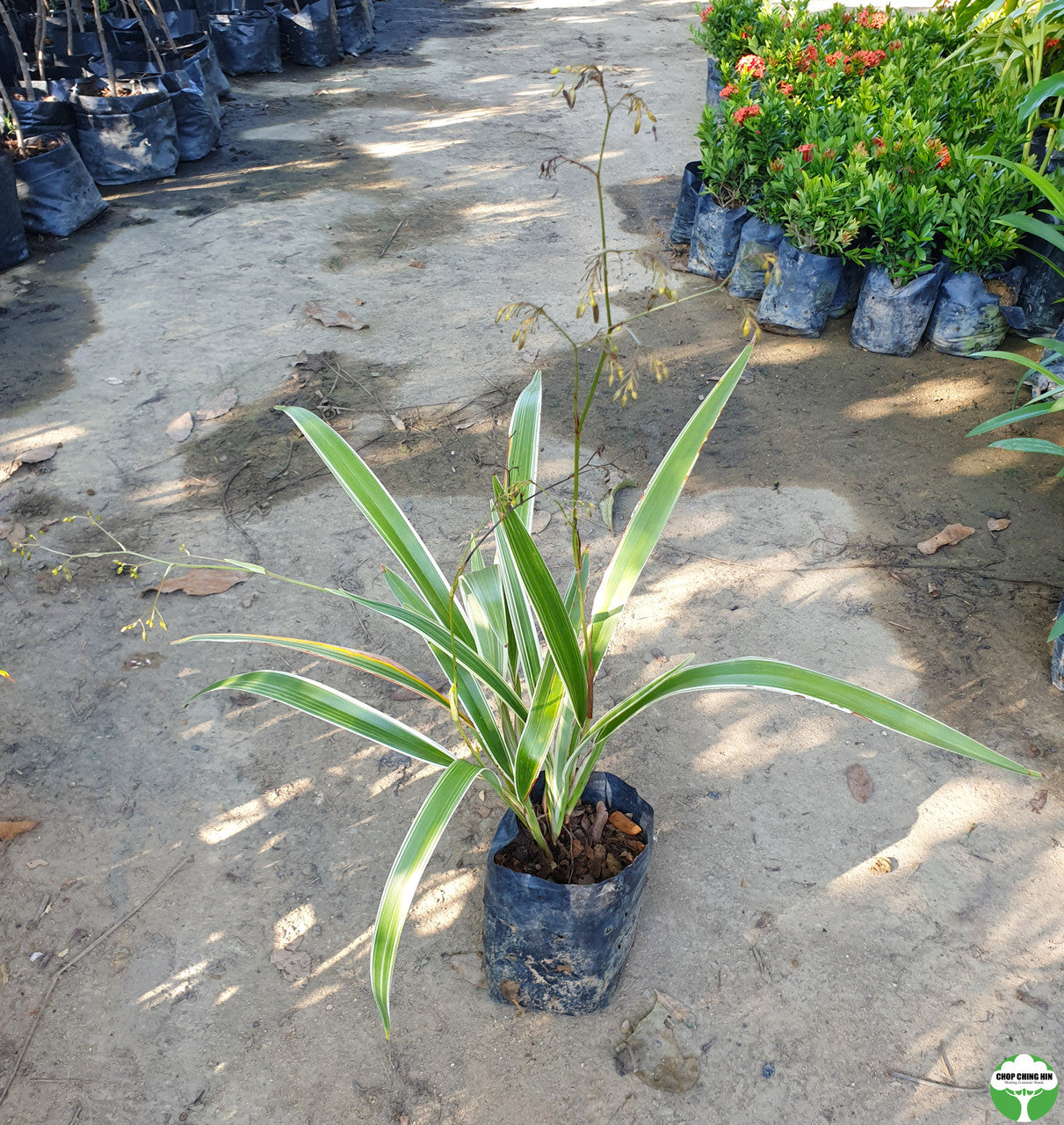 Dianella sp. (variegated) – Chop Ching Hin