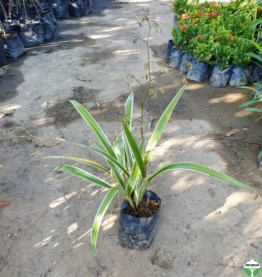 Dianella sp. (variegated)