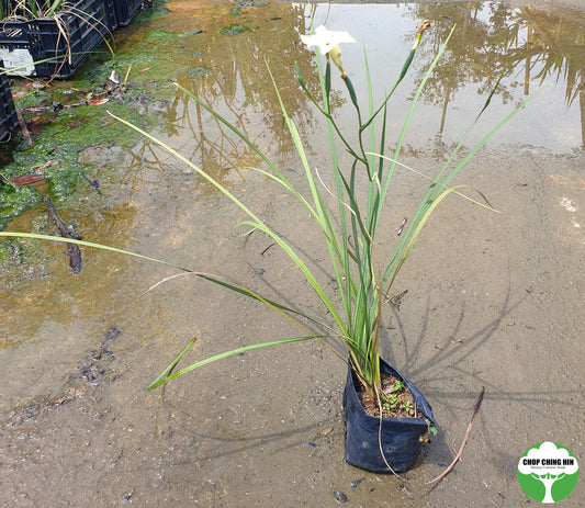 Dietes bicolor