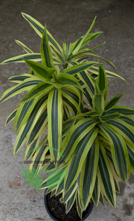 Dracaena reflexa 'Song of India' (Hydro)