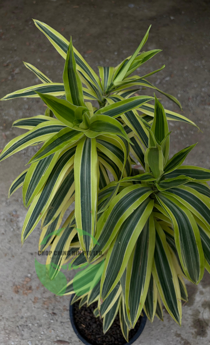 Dracaena reflexa 'Song of India' (Hydro)