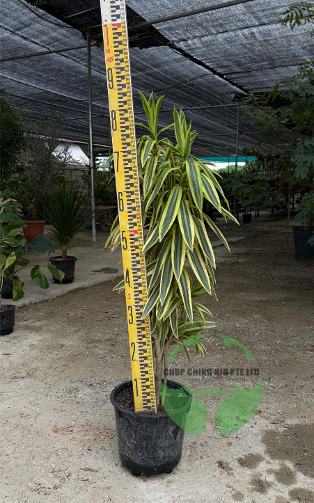 Dracaena reflexa 'Song of India' (Hydro)