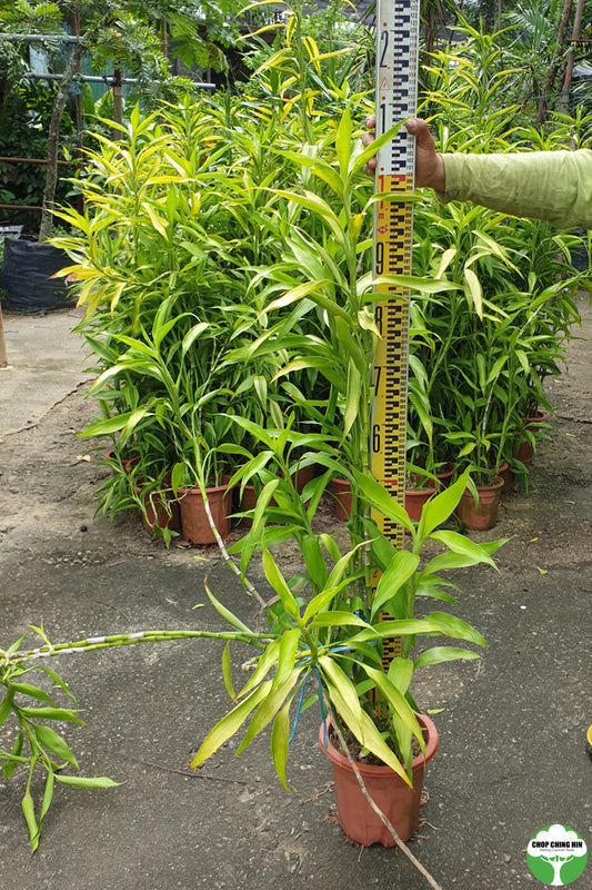 Dracaena braunii (variegated)