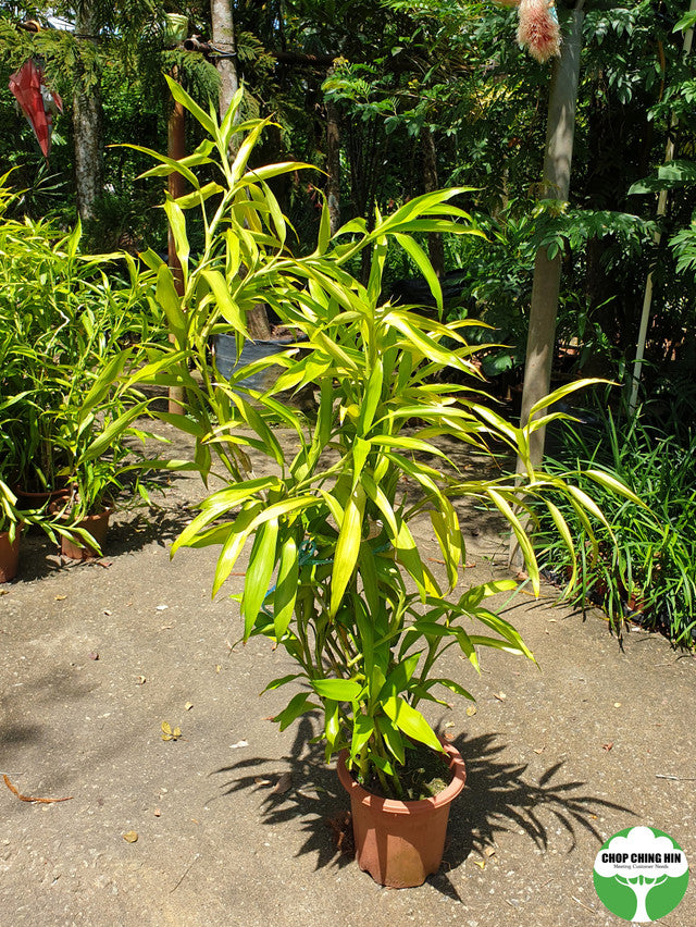 Dracaena braunii (variegated)