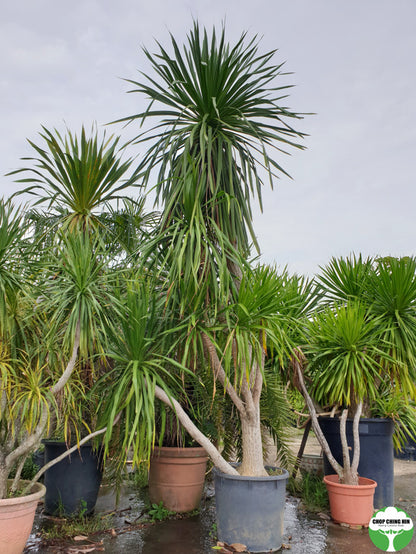 Dracaena loureiroi