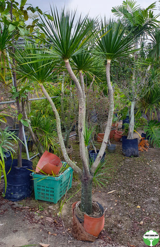 Dracaena marginata