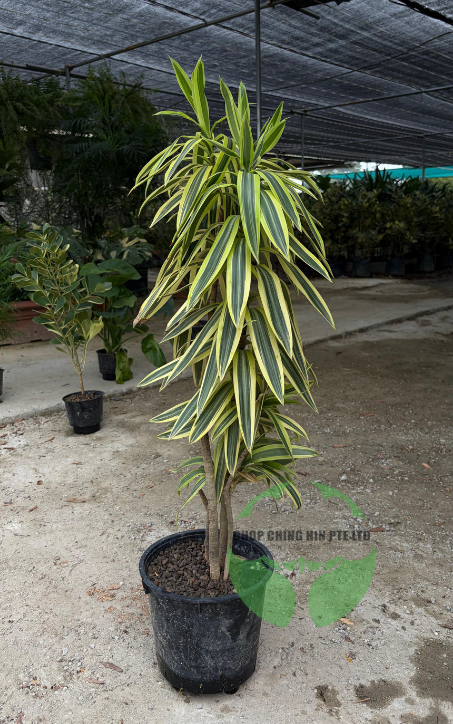 Dracaena reflexa 'Song of India' (Hydro)