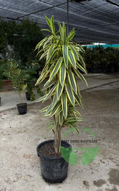Dracaena reflexa 'Song of India' (Hydro)