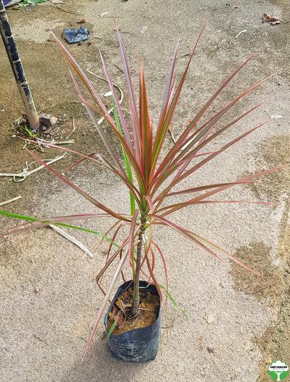 Dracaena reflexa var. angustifolia 'Colorama'